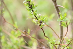 Dolichovespula alpicola
