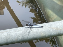 Orthetrum melania melania
