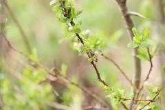 Dolichovespula alpicola