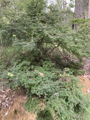 Acrotriche divaricata