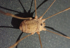 Leiobunum ventricosum