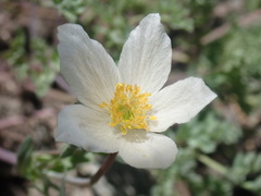 Anemone drummondii drummondii