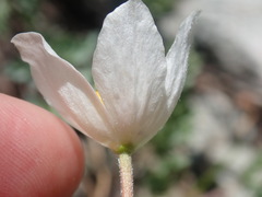 Anemone drummondii drummondii