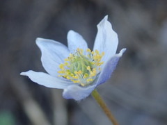Anemone drummondii drummondii
