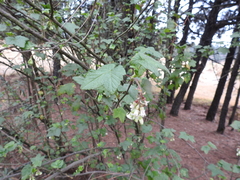 Ribes ciliatum