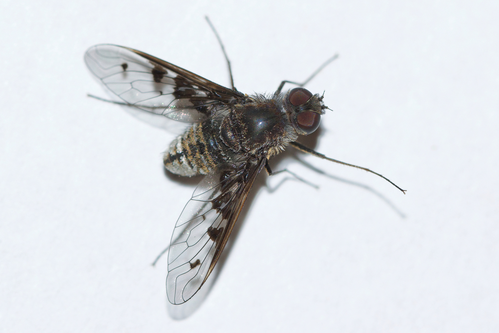 Anthrax albofasciatus