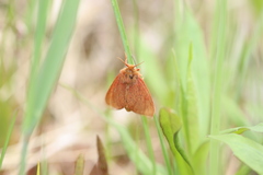 Spilosoma pteridis