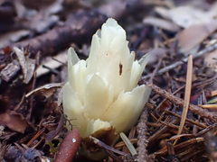 Pityopus californicus