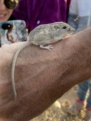 Perognathus longimembris