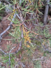 Arceuthobium americanum