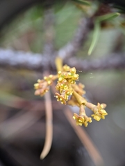 Arceuthobium americanum