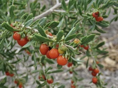 Lycium torreyi