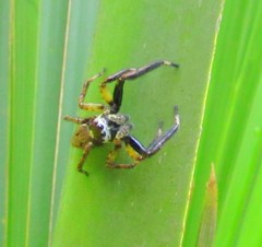 Asaphobelis physonychus