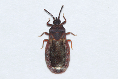Aneurus inconstans