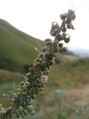 Artemisia afra
