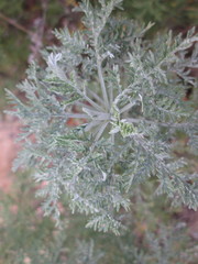 Artemisia afra