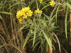 Senecio cinerarioides