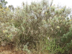 Senecio cinerarioides
