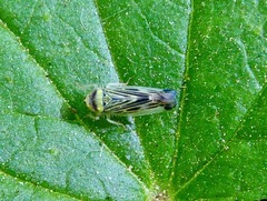 Colladonus mendicus