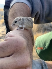 Perognathus longimembris