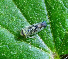Colladonus mendicus
