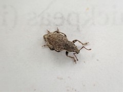 Chalepistes compressus