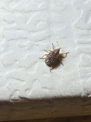 Lignyodes bischoffi