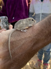 Perognathus longimembris