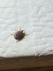 Lignyodes bischoffi
