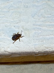 Lignyodes bischoffi