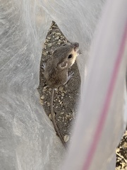 Perognathus longimembris