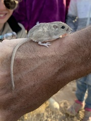 Perognathus longimembris