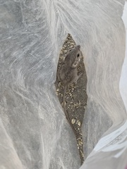 Perognathus longimembris