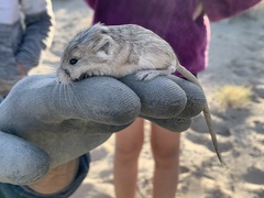 Microdipodops megacephalus
