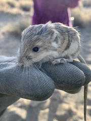Microdipodops megacephalus
