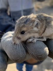 Microdipodops megacephalus