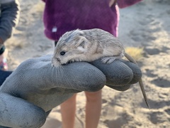 Microdipodops megacephalus