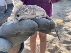 Microdipodops megacephalus