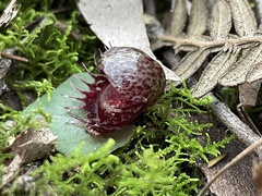 Corybas fimbriatus