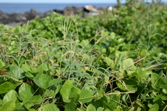 Digitaria sericea