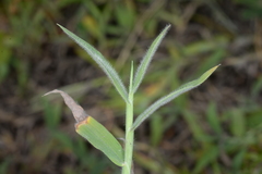 Digitaria sericea