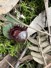 Corybas fimbriatus