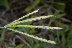 Digitaria sericea