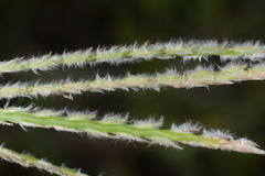 Digitaria sericea