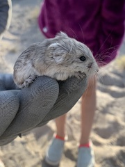 Microdipodops megacephalus
