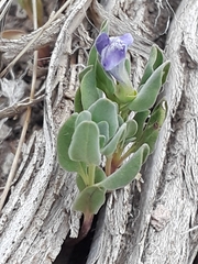 Scutellaria sapphirina