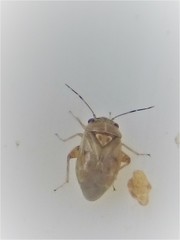 Coridromius chenopoderis