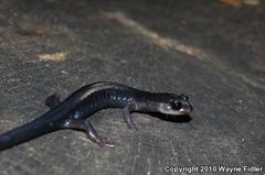 Plethodon metcalfi