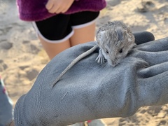 Microdipodops megacephalus