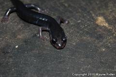 Plethodon metcalfi